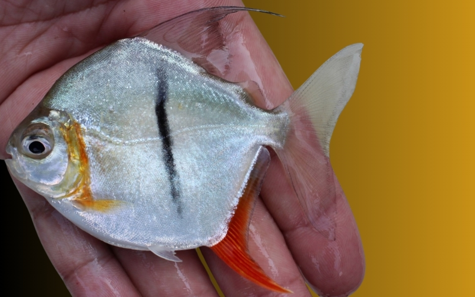 Nova espécie de pacu amazônico, Myloplus sauron, é descoberta e nomeada em homenagem ao vilão de "O Senhor dos Anéis".