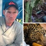 Caso do caseiro Jorge, morto por uma onça no MS, expõe desafios da convivência entre humanos e felinos no Pantanal; entenda as causas e prevenções.
